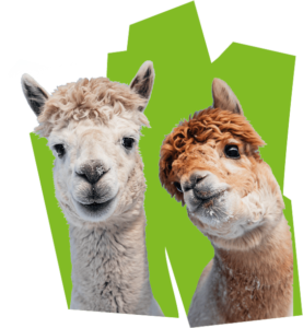 Lamas