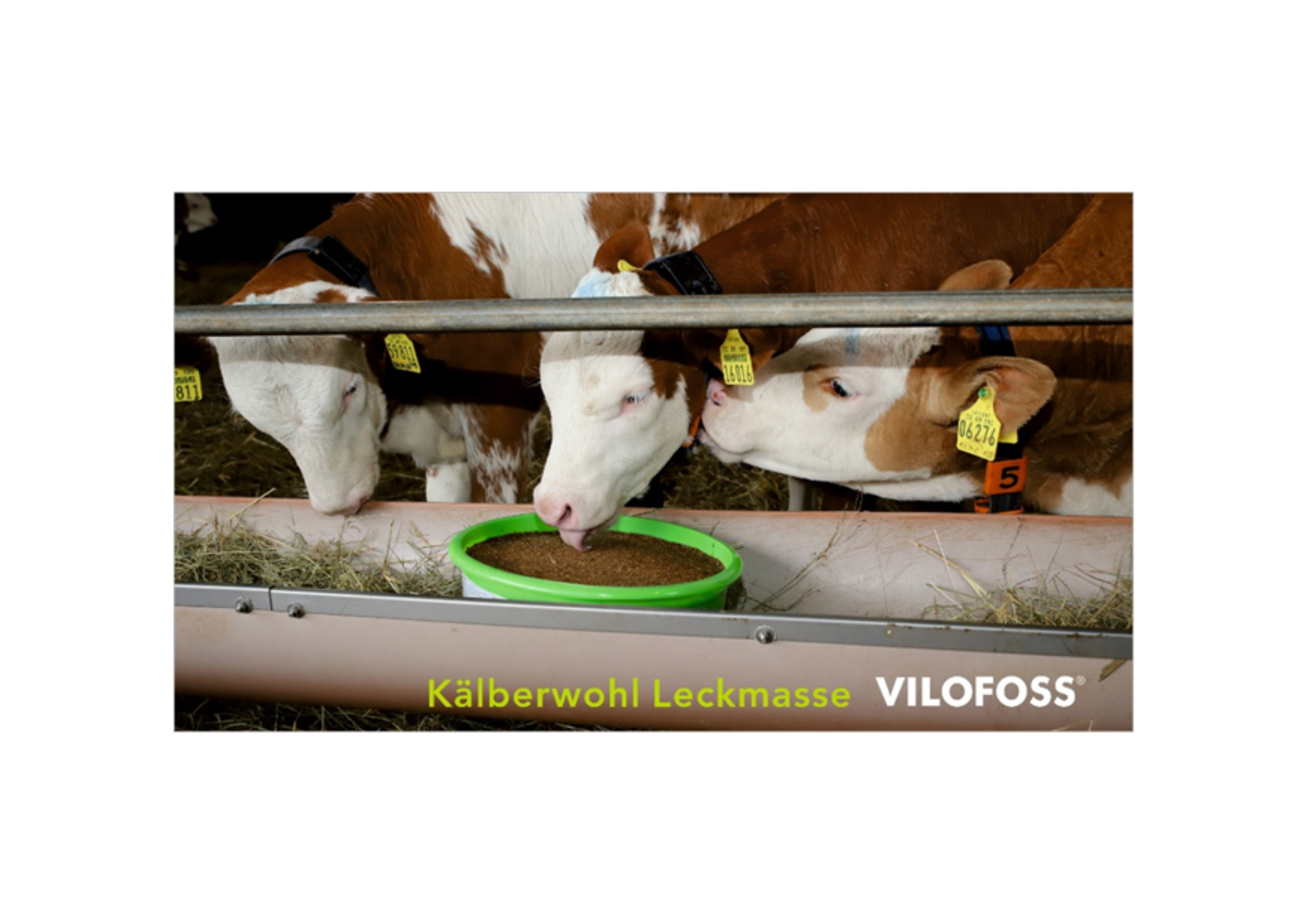 Kälberwohl Kaelberwohl