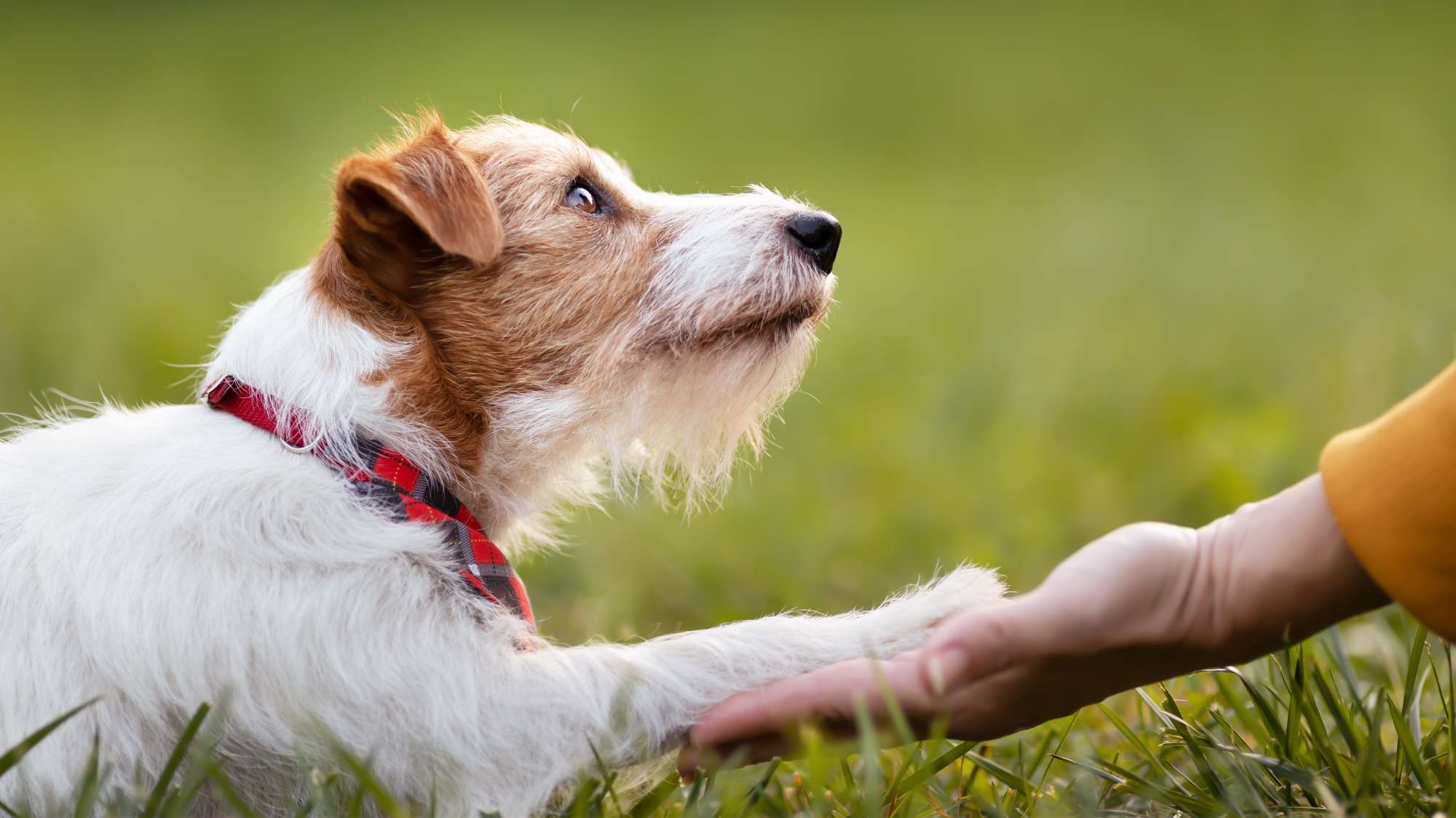 Cute pet dog looking to her owner trainer and giving paw, shaking hand. Friendship and love of human and animal. Trust, connection and care banner. Team Hundefutter Vital bei den LandTagenNord 20251