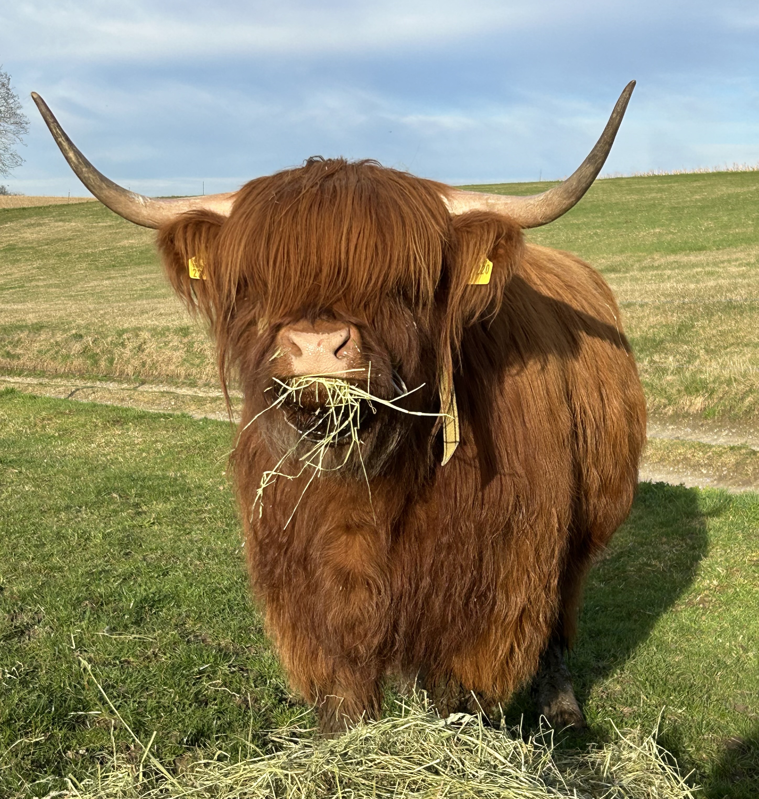 Highland Cattle 1