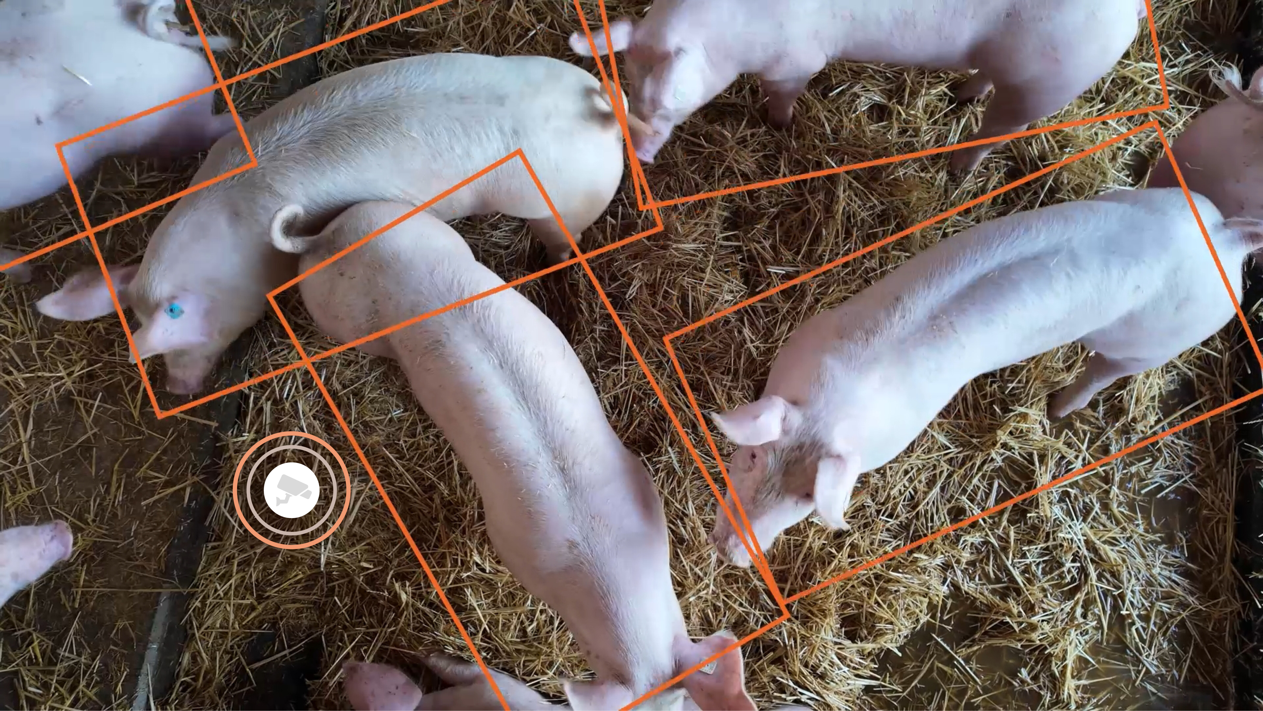 LO_Schwein_ohneLogos LO Schwein ohneLogos