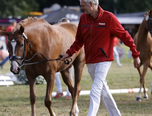 Ergebnisse Fohlenchampionat 2026