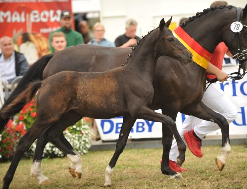 Ergebnisse Fohlenchampionat 2026