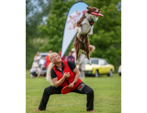 Dogfrisbee